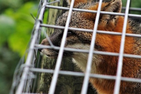 Dealing with Nuisance Wildlife: 5 Reasons to Hire Wildlife Removal Experts